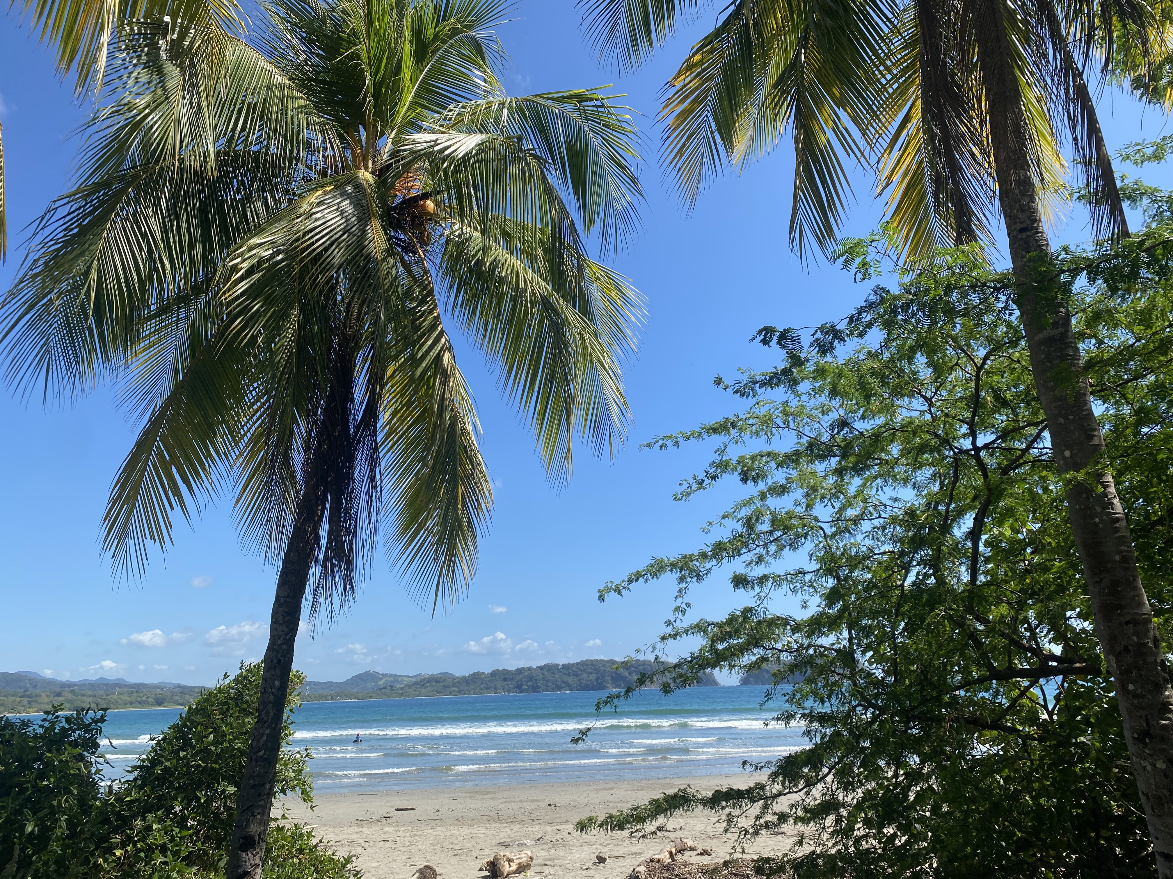 Plage sous les palmiers, vue sur la mer